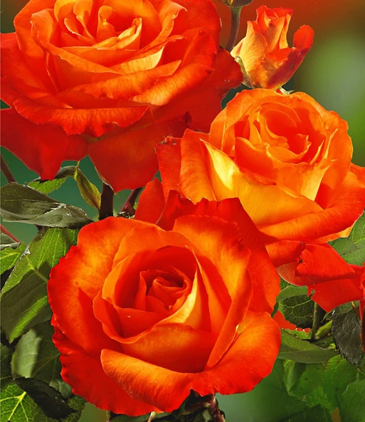 Rozenstam 'France Libre®' 4 Rozenstam 'France Libre®' - Afbeelding 2