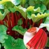 Doordragende Rabarber 'Livingstone' -Planten Verkoopwinkel 8902337527838