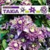 Clematis 'Taiga®' -Planten Verkoopwinkel 8906958700574