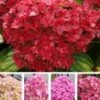 Vijf Kleuren Hortensia 'Together®' -Planten Verkoopwinkel 8910729936926