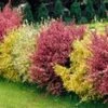 Brem Haag 'Tricolor' -Planten Verkoopwinkel 8915340296222