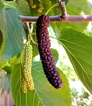 Moerbei 'Pakistan Red' 4 Moerbei 'Pakistan Red' - Afbeelding 2