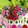 Geranium Mix 'Big 5' -Planten Verkoopwinkel 8916737294366