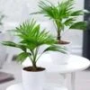 Palm Duo -Planten Verkoopwinkel 8917875752990
