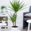 Dracena 'Marginata' Ca. 70-80 Cm Hoog -Planten Verkoopwinkel 8917876736030