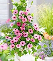 Thunbergia Collectie 5 Thunbergia Collectie - Afbeelding 3