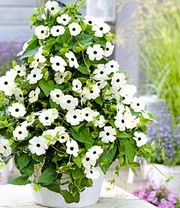 Thunbergia Collectie 6 Thunbergia Collectie - Afbeelding 4