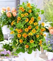 Thunbergia Collectie 7 Thunbergia Collectie - Afbeelding 5