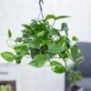 Hangplant Efeutute -Planten Verkoopwinkel 8920964366366