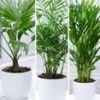 Kamerpalmen Set -Planten Verkoopwinkel 8925948215326