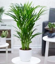 Kamerplanten Collectie 'XXL' Ca. 60-90 Cm Hoog 4 Kamerplanten Collectie 'XXL' Ca. 60-90 Cm Hoog - Afbeelding 2