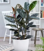 Kamerplanten Collectie 'XXL' Ca. 60-90 Cm Hoog 5 Kamerplanten Collectie 'XXL' Ca. 60-90 Cm Hoog - Afbeelding 3