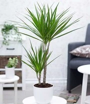 Kamerplanten Collectie 'XXL' Ca. 60-90 Cm Hoog 6 Kamerplanten Collectie 'XXL' Ca. 60-90 Cm Hoog - Afbeelding 4