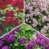 Collectie Ramblerrozen -Planten Verkoopwinkel 8926564810782