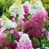 Tuinhortensia 'Fraise Melba®' -Planten Verkoopwinkel 8928321634334