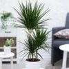 Dracena 'Marginata' Ca. 120-130 Cm Hoog -Planten Verkoopwinkel 8928814923806