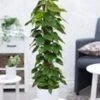 Scindapsus Met Mosstok Ca. 120-130 Cm Hoog -Planten Verkoopwinkel 8928950517790