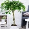 Ficus Amstel King Met Gevlochten Stam Ca. 110 Cm Hoog -Planten Verkoopwinkel 8928950943774