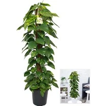 Scindapsus Met Mosstok Ca. 120-130 Cm Hoog 4 Scindapsus Met Mosstok Ca. 120-130 Cm Hoog - Afbeelding 2