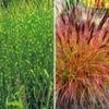 Onderhoudsvriendelijke Siergras Collectie 1 Onderhoudsvriendelijke Siergras Collectie -Planten Verkoopwinkel 8929300611102
