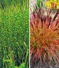 Onderhoudsvriendelijke Siergras Collectie