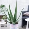 XXL Aloë Vera, 55-65 Cm Hoog -Planten Verkoopwinkel 8929560199198