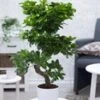 Kamerbonsai Ficus 'Ginseng' Ca. 50-60 Cm Hoog -Planten Verkoopwinkel 8929886535710