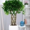 Ficus Nitida 'gevlochten Stam' Ca. 100-110 Cm Hoog -Planten Verkoopwinkel 8929975271454