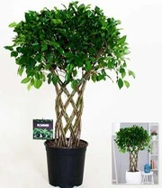 Ficus Nitida 'gevlochten Stam' Ca. 100-110 Cm Hoog 4 Ficus Nitida 'gevlochten Stam' Ca. 100-110 Cm Hoog - Afbeelding 2