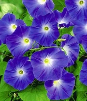 Klimplanten Collectie 4 Klimplanten Collectie - Afbeelding 2