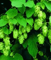 Klimplanten Collectie 5 Klimplanten Collectie - Afbeelding 3