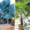 Winterharde Palmen Collectie -Planten Verkoopwinkel 8935673692190