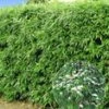 Winterharde Bamboeheg 2-liter Container 2 Winterharde Bamboeheg 2-liter Container -Planten Verkoopwinkel 8936055898142