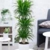 Dracena Reflexa '3 Etages' Ca. 120-130 Cm Hoog -Planten Verkoopwinkel 8936725872670
