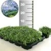 Isotoma 'Blue Foot®' 50 Stuks, Stevige Bodembedekker, Gazonvervanging -Planten Verkoopwinkel 8937467641886