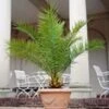 Canarische Dadelpalm -Planten Verkoopwinkel 8939356028958
