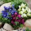 Gentiaan Mix -Planten Verkoopwinkel 8948133101598