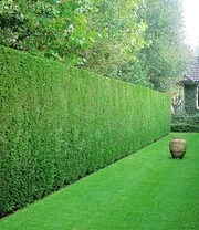 Hagen Collectie Mix 5 Hagen Collectie Mix - Afbeelding 3