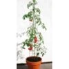 Tomatenzuil 120 Cm 1 Tomatenzuil 120 Cm -Planten Verkoopwinkel 8955413987358