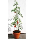 Tomatenzuil 120 Cm