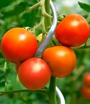 Tomaat Spiraalstaaf 110 Cm Set Van 5 4 Tomaat Spiraalstaaf 110 Cm Set Van 5 - Afbeelding 2