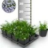 Tapijtphlox 'Blauw' 50 Stuks -Planten Verkoopwinkel 8960443547678
