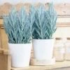 Senecio Aquarine® 'Mount Everest' -Planten Verkoopwinkel 8964073455646