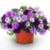 Calibrachoa Petunia Trixi® 'Blue Petticoat' -Planten Verkoopwinkel 8964421877790