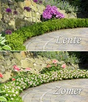 Rododendron 'Nugget By Bloombux®' 4 Rododendron 'Nugget By Bloombux®' - Afbeelding 2