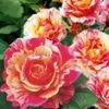 Schildersroos® 'Claude Monet®' -Planten Verkoopwinkel 8969905274910