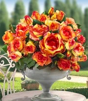 Klimroos 'Parure D'or®' 4 Klimroos 'Parure D'or®' - Afbeelding 2