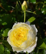 Klimroos 'Amnesty International®' 4 Klimroos 'Amnesty International®' - Afbeelding 2