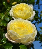 Klimroos 'Amnesty International®' 5 Klimroos 'Amnesty International®' - Afbeelding 3