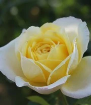 Klimroos 'Amnesty International®' 6 Klimroos 'Amnesty International®' - Afbeelding 4